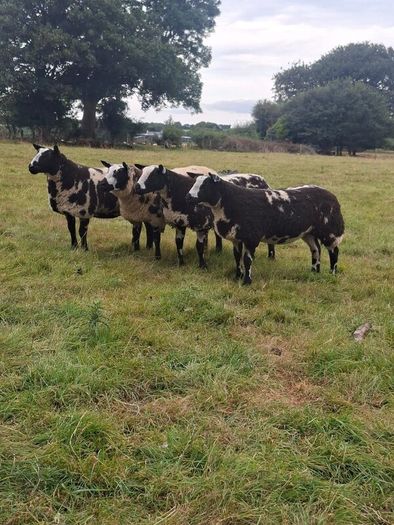 Pedigree Spotted Dutch Sheep