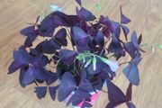Oxalis Triangulus Houseplant