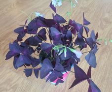 Oxalis Triangulus Houseplant