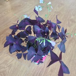 Oxalis Triangulus Houseplant