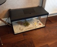 Fish Tank