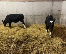 Freisian Hfr calves