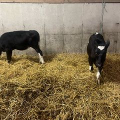 Freisian Hfr calves
