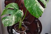 No.73 Monstera Albo