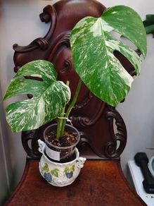 No.73 Monstera Albo