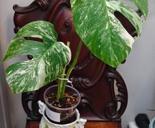 No.73 Monstera Albo