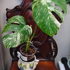 No.73 Monstera Albo