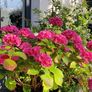 plant Image 5