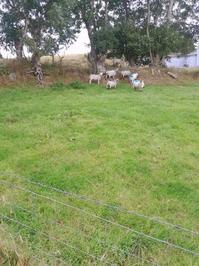 8 Crossbreed  hodgets