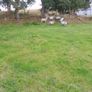 8 Crossbreed  hodgets Image 4