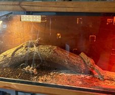 Glass reptile Terrarium