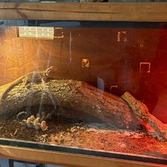 Glass reptile Terrarium