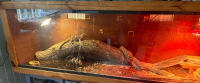 Glass reptile Terrarium