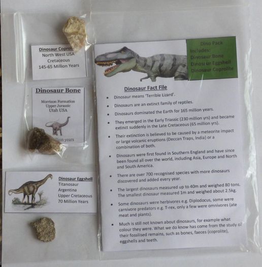 Dinosaur Fossils