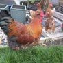 Cockerel Image 2