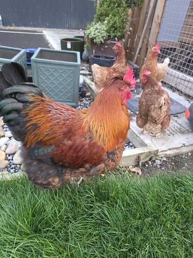 Cockerel