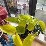 pothos Image 2