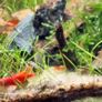 Shrimp and moss Image 9