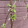 Clematis montana var grandiflora Image 3