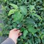Portuguese Laurel Hedging Image 9