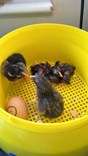 Covatutto 16 egg incubator