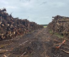 Timber logs