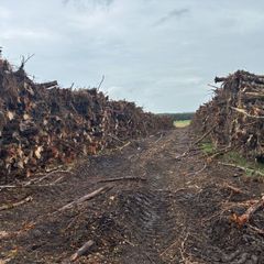 Timber logs