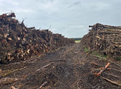 Timber logs