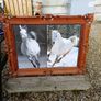 Vintage Equestrian Picture Image 4
