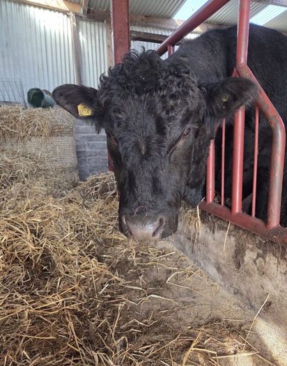 Pedigree registered Aberdeen Angus bull