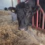 Pedigree registered Aberdeen Angus bull Image 4