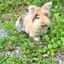 Lionhead rabbits. Image 3