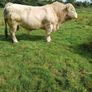 Bull Image 2