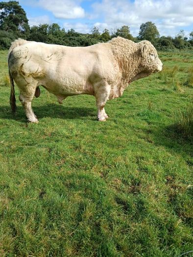 Bull