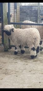 Valais Blacknose Sheep
