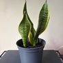 Snake plant Image 2