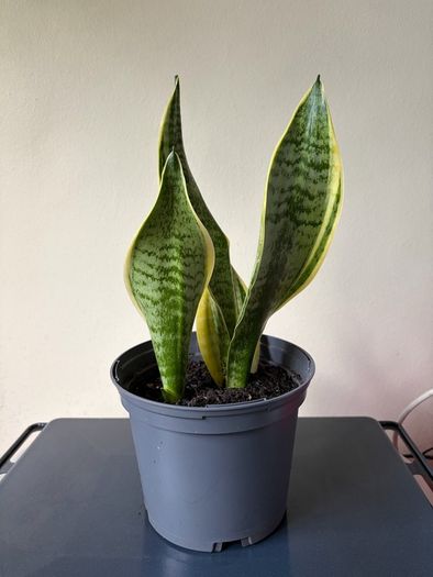 Snake plant