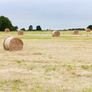 Quality Hay Image 3