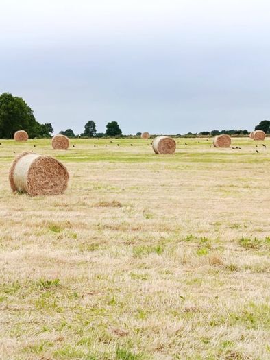 Quality Hay