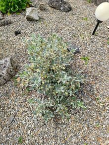 Free plant