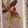 .The Observers Book Of TRRES & shrubs Of The British ISLES. 240 PAGES POCKET SIZE. Image 8