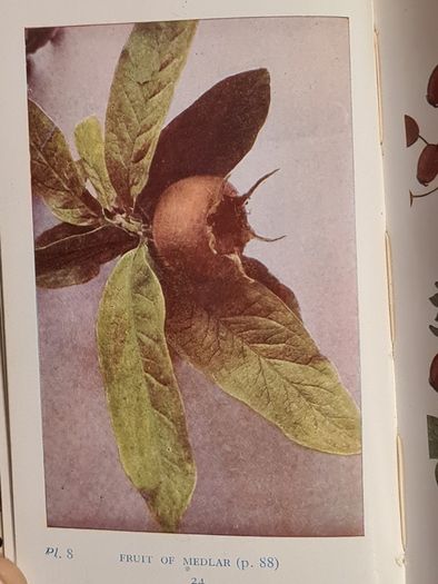 .The Observers Book Of TRRES & shrubs Of The British ISLES. 240 PAGES POCKET SIZE.