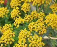 Organic fennel herb