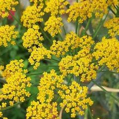 Organic fennel herb
