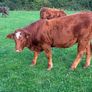 LMX - Organic heifers Image 4