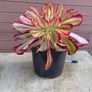 aeonium lina (rare succulent) Image 8