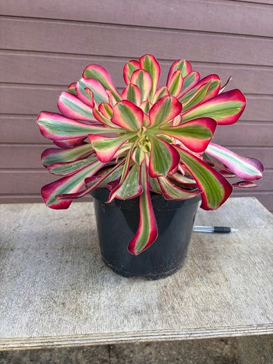 aeonium lina (rare succulent)