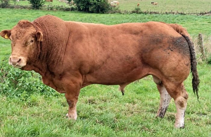 35 In-Calf Heifers for Sale Balla Mart 17 Oct