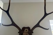 Antlers