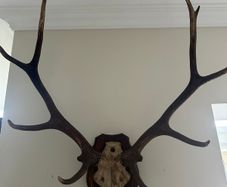Antlers